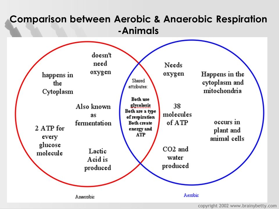 Similarities between photosynthesis and aerobic respiration